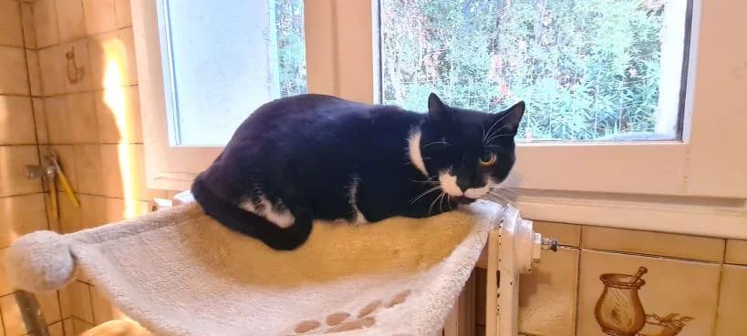 Bipo, male Mixed Breed for adoption at ARPA Nice