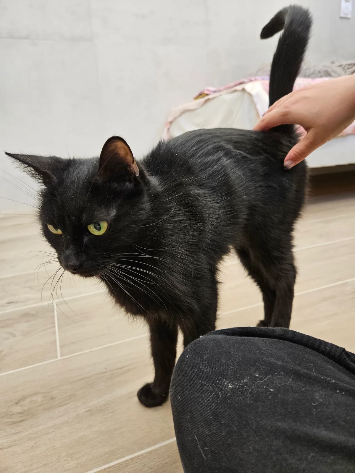 Blacko, female European Shorthair for adoption at ARPA Nice