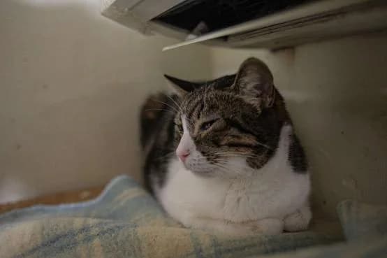 Blanchette, female young Mixed Breed for adoption at ARPA Nice