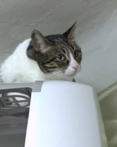 Blanchette, female Mixed Breed for adoption at ARPA Nice — photo 2 of 3