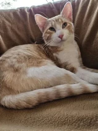 Bouchette, male young Mixed Breed for adoption at ARPA Nice