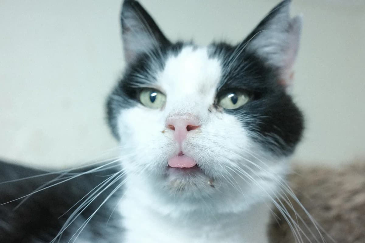 Bouly, male Mixed Breed for adoption at ARPA Nice