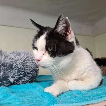 Bouly, male Mixed Breed for adoption at ARPA Nice — photo 2 of 3