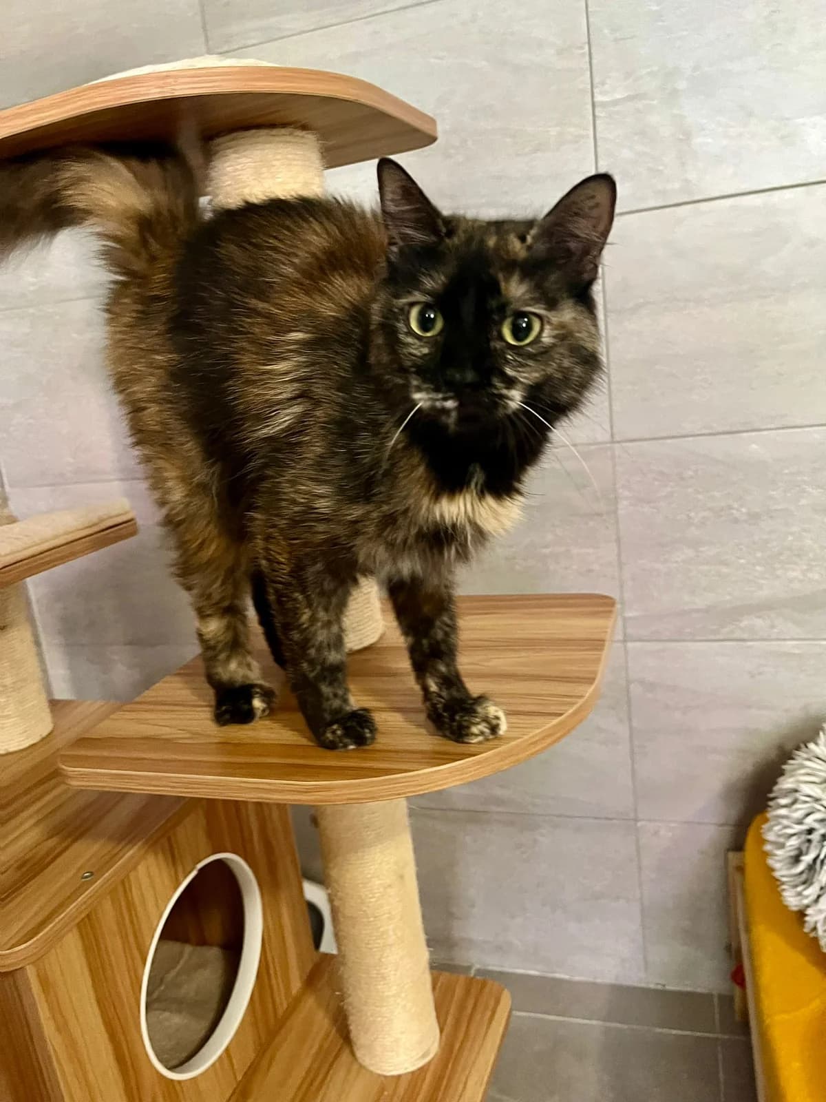 Brooke, female young European Shorthair for adoption at ARPA Nice