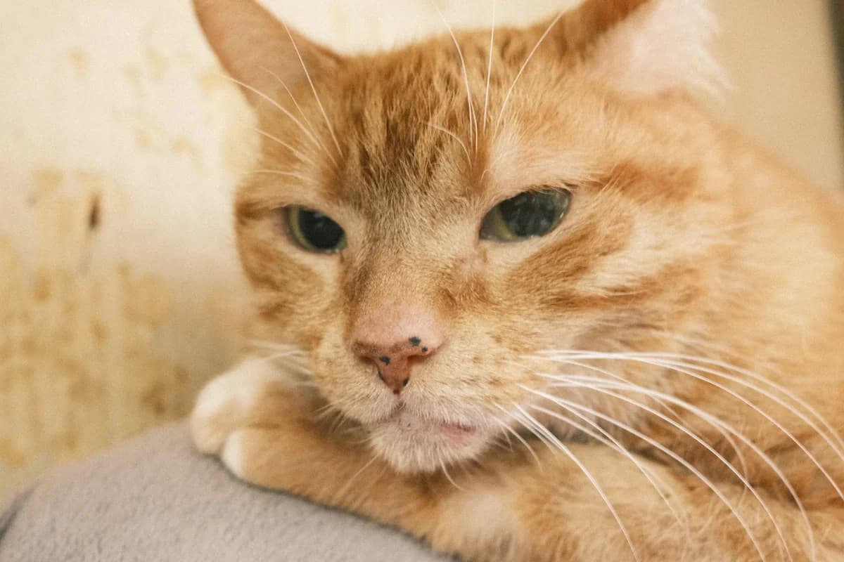 Caramel, male Mixed Breed for adoption at ARPA Nice