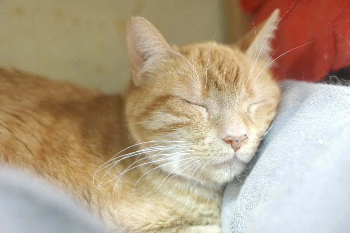 Caramel, male Mixed Breed for adoption at ARPA Nice — photo 2 of 4