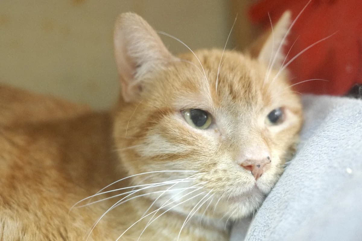 Caramel, male Mixed Breed for adoption at ARPA Nice — photo 3 of 4