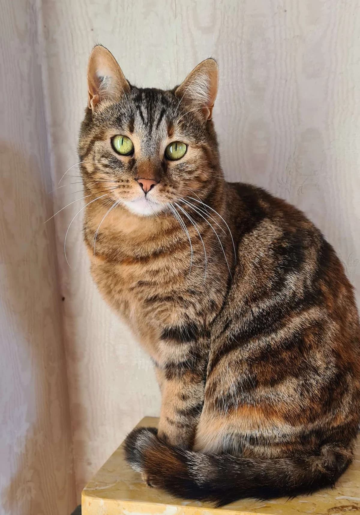 Choupette, female 3yo Mixed Breed for adoption at ARPA Nice