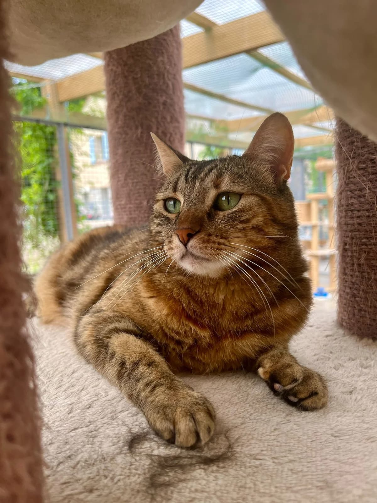 Choupinette 2, female senior European Shorthair for adoption at ARPA Nice