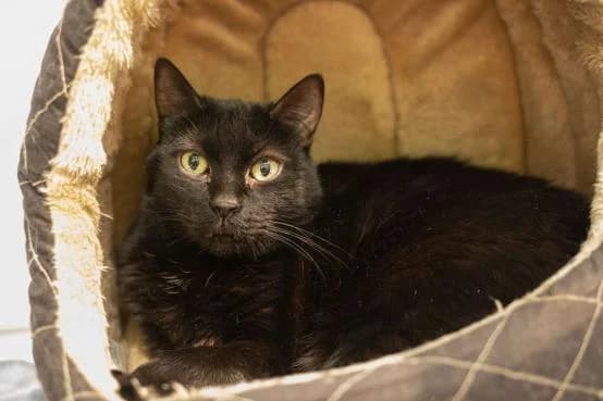 Daisy, female senior Mixed Breed for adoption at ARPA Nice