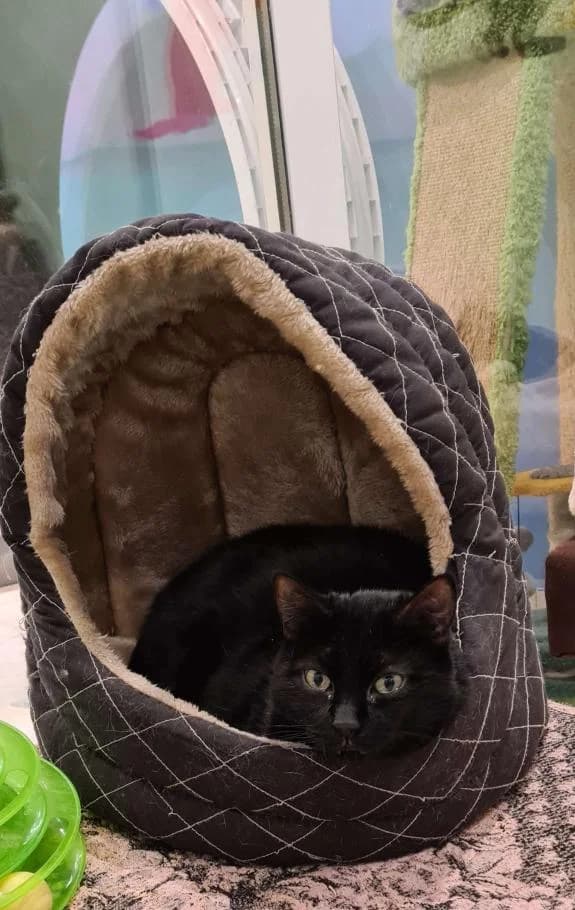 Daisy, female Mixed Breed for adoption at ARPA Nice — photo 2 of 3