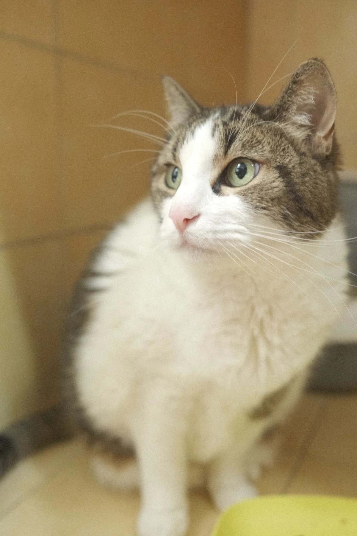 Elphy, female senior Mixed Breed for adoption at ARPA Nice