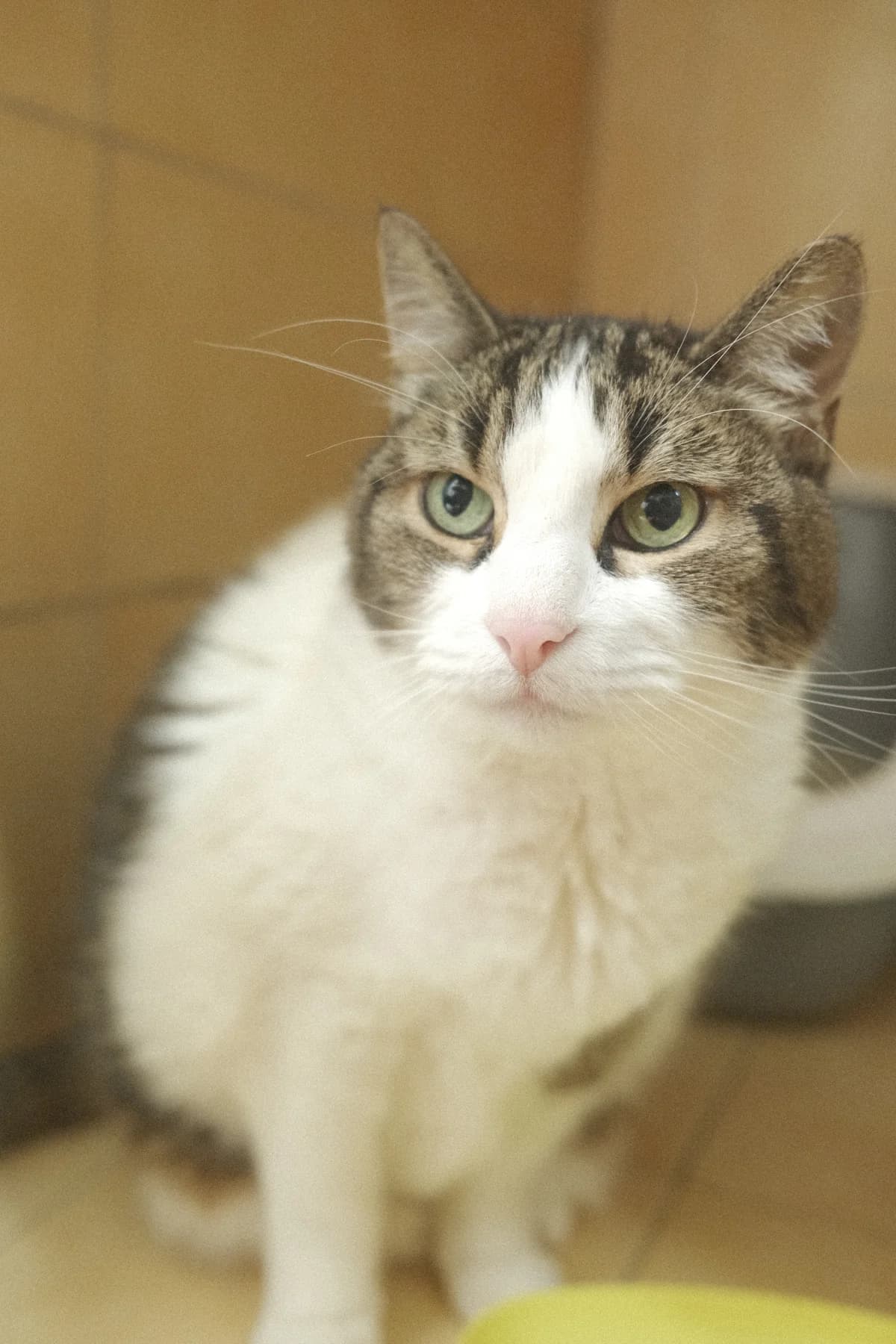 Elphy, female Mixed Breed for adoption at ARPA Nice — photo 2 of 3