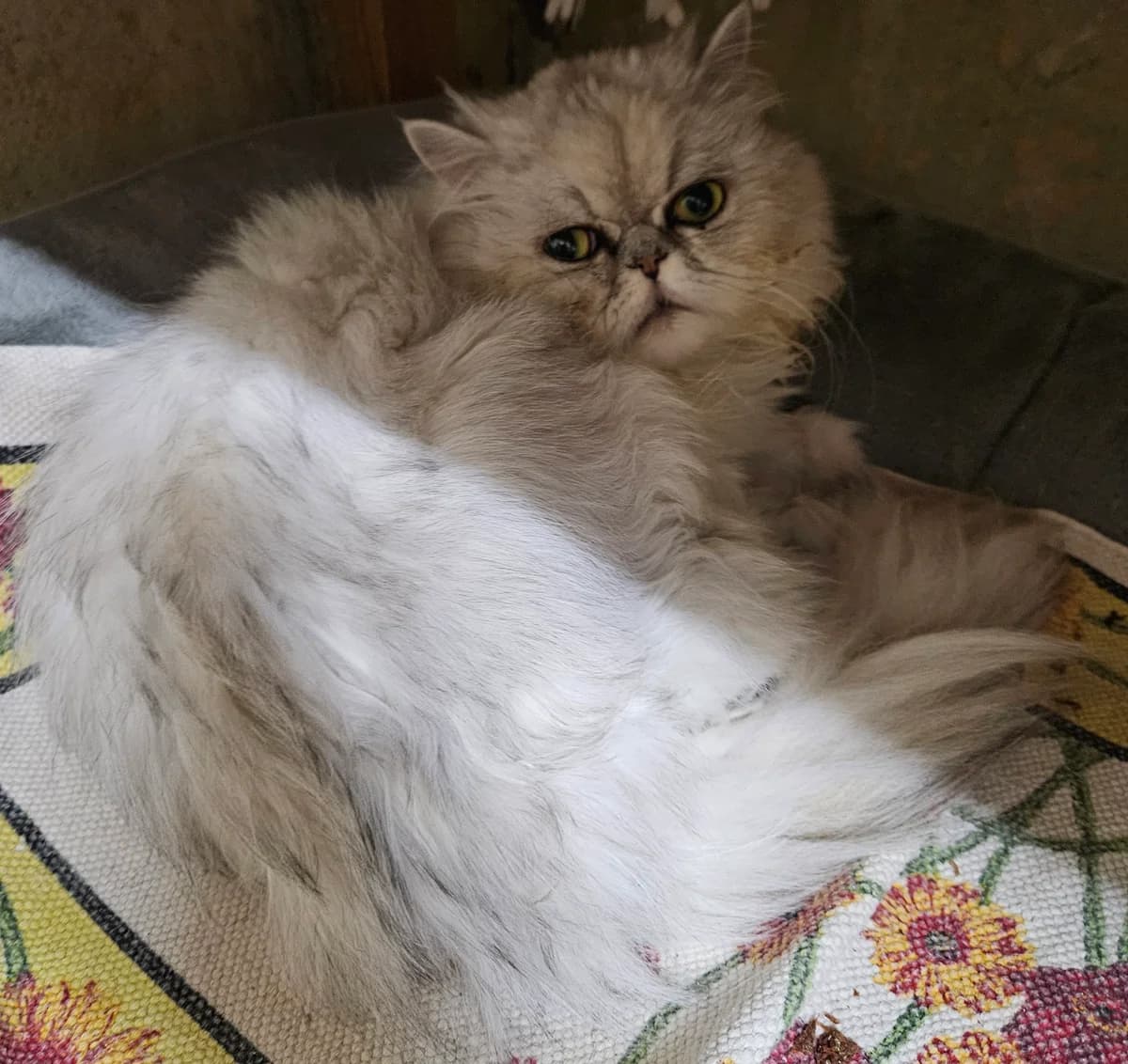 Filou, male 7yo Persian for adoption at ARPA Nice