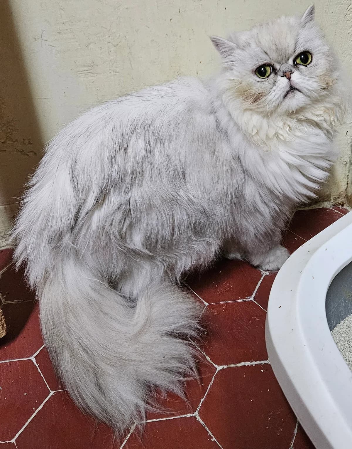 Filou, male Persian for adoption at ARPA Nice — photo 2 of 3
