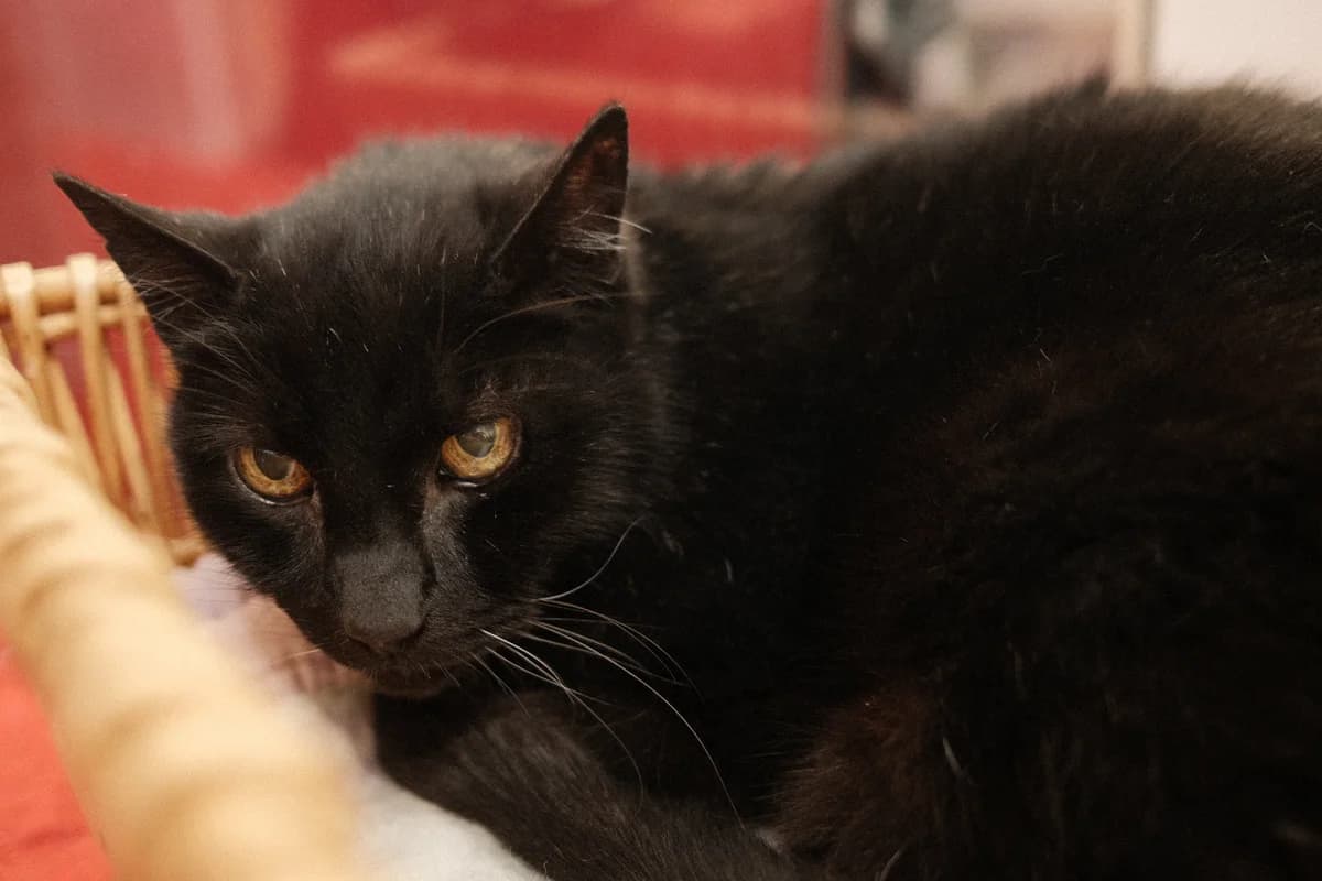 Geppetto, male senior Mixed Breed for adoption at ARPA Nice