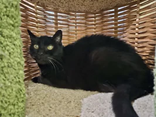 Geppetto, male Mixed Breed for adoption at ARPA Nice — photo 2 of 3