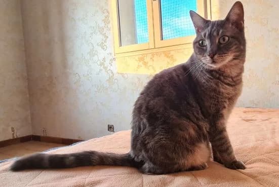 Grisou, male 7yo Mixed Breed for adoption at ARPA Nice