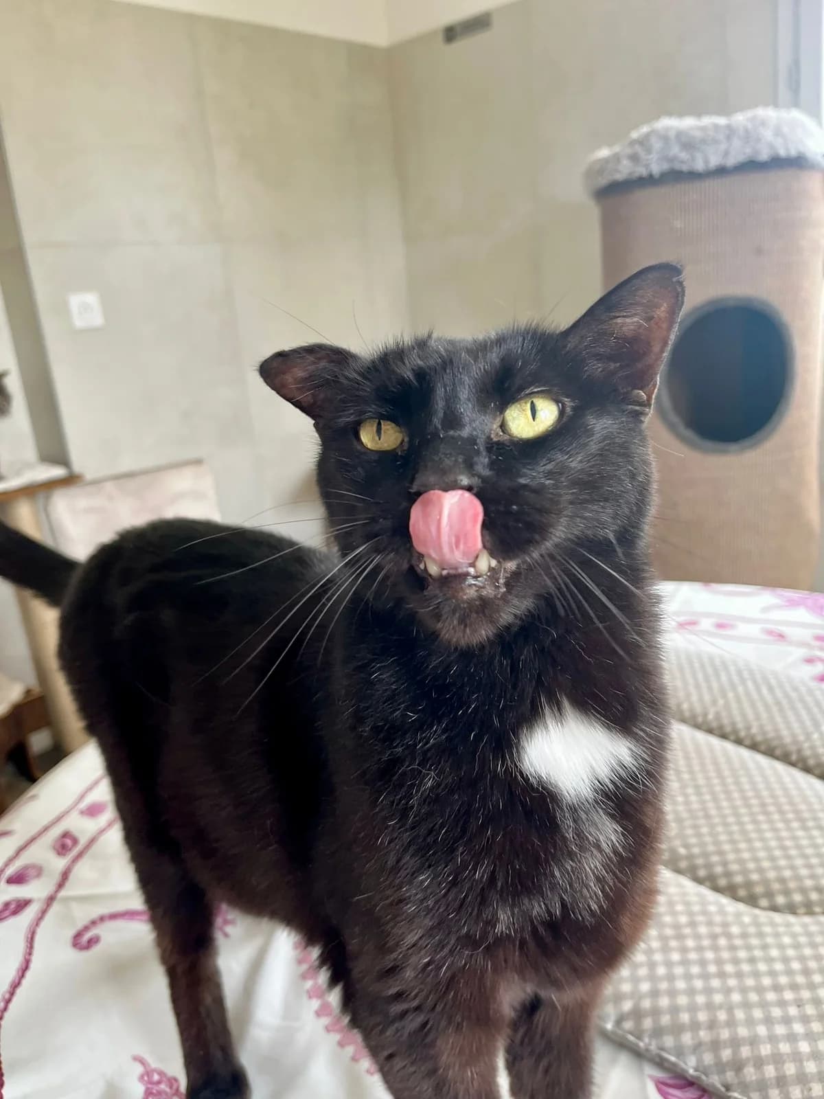 Grochat, male senior European Shorthair for adoption at ARPA Nice