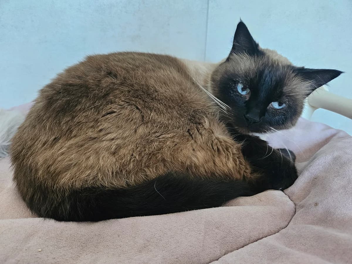 Harmony, female senior Siamese for adoption at ARPA Nice