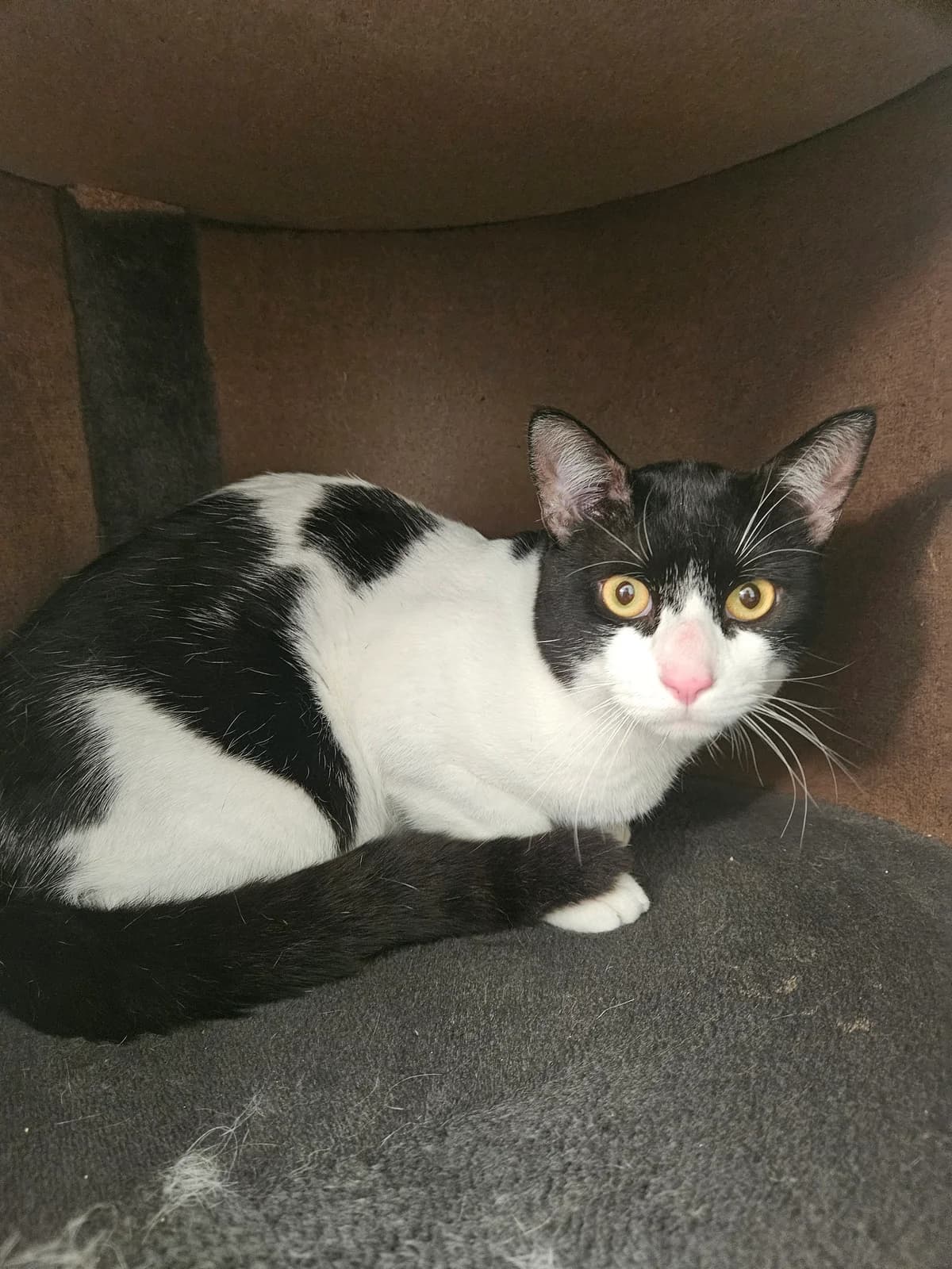 Jack, male young European Shorthair for adoption at ARPA Nice