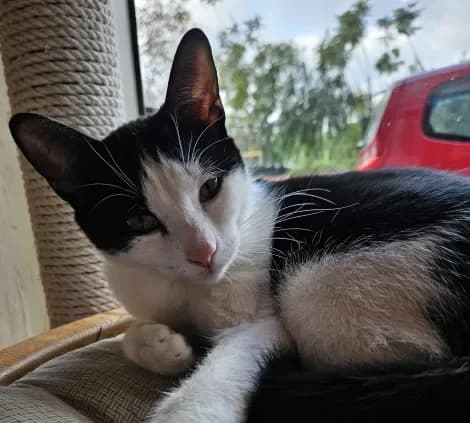 Lilith, male Mixed Breed for adoption at ARPA Nice