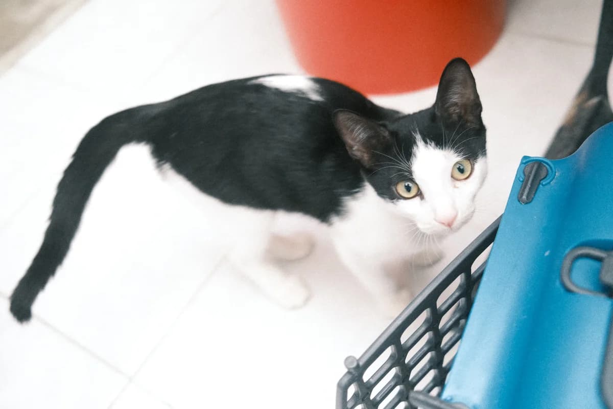 Lilith, male Mixed Breed for adoption at ARPA Nice — photo 2 of 4