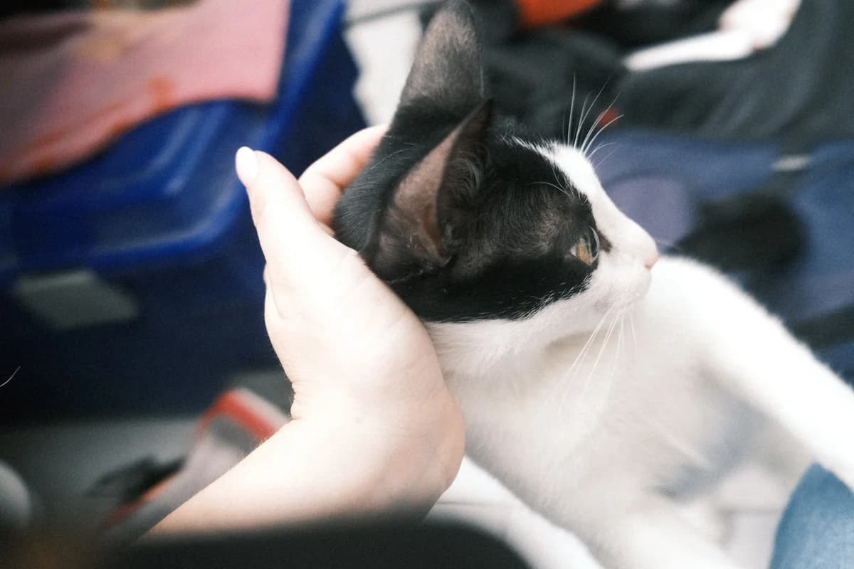 Lilith, male Mixed Breed for adoption at ARPA Nice — photo 3 of 4