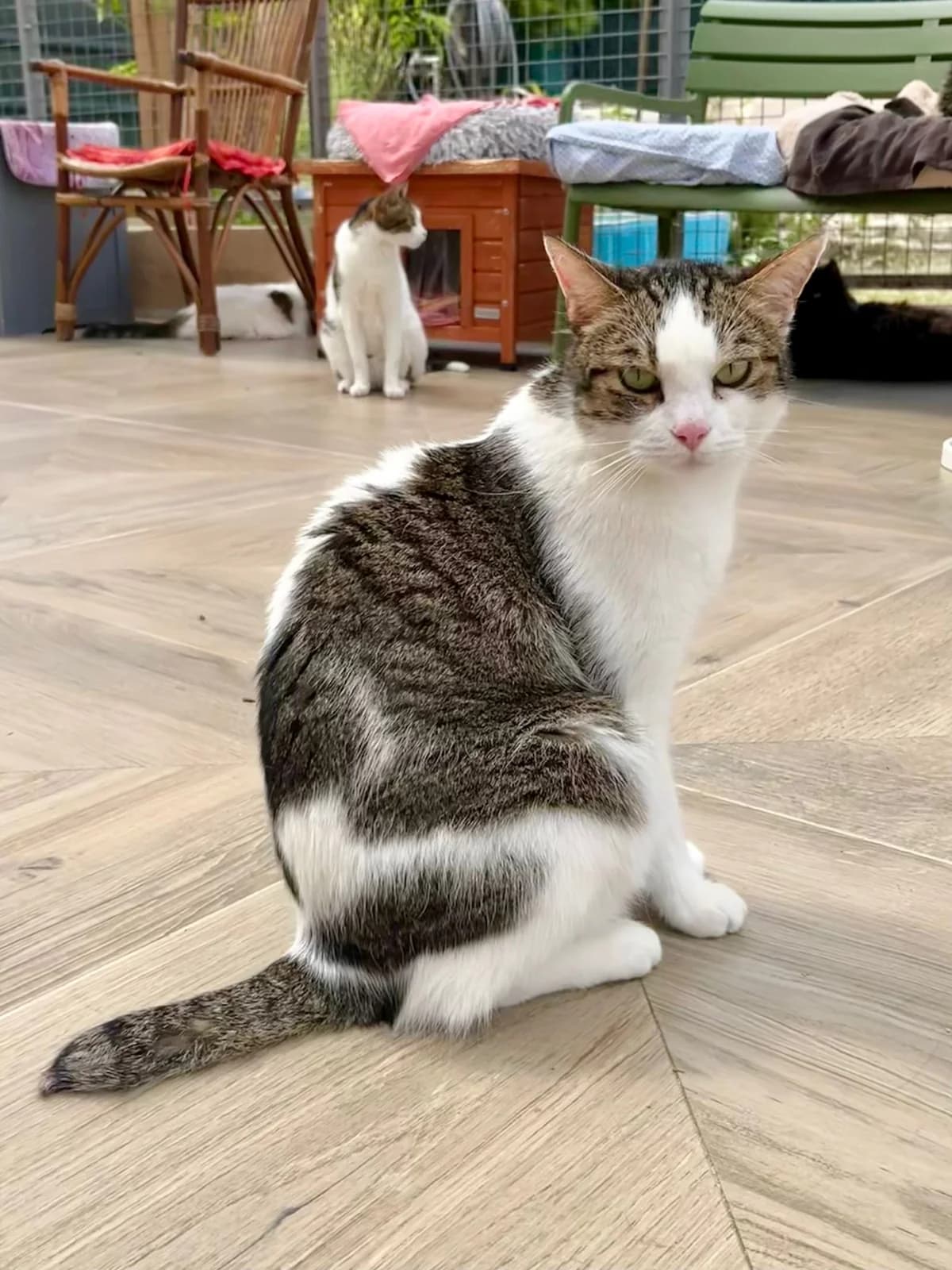 Lucky, male senior European Shorthair for adoption at ARPA Nice