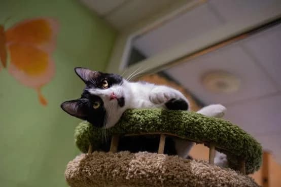 Lulu, male Mixed Breed for adoption at ARPA Nice