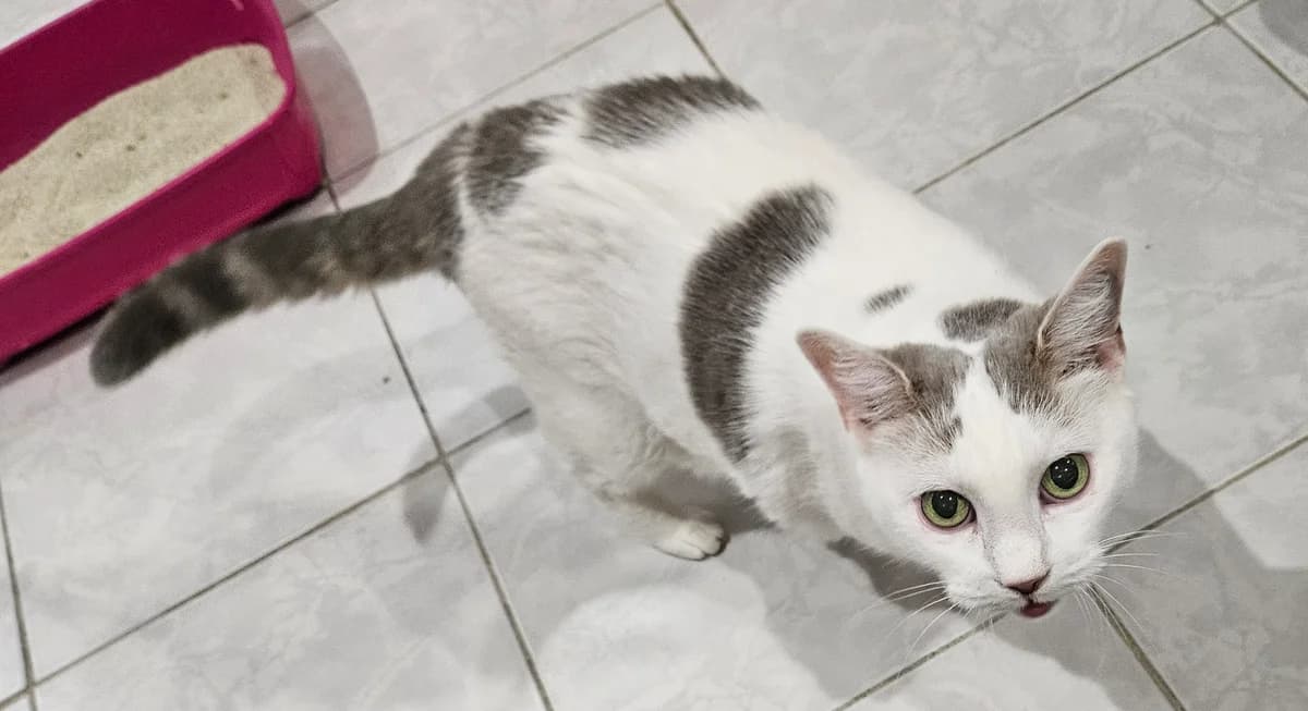 Malibu, female senior European Shorthair for adoption at ARPA Nice