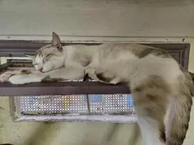 Malo, male Mixed Breed for adoption at ARPA Nice