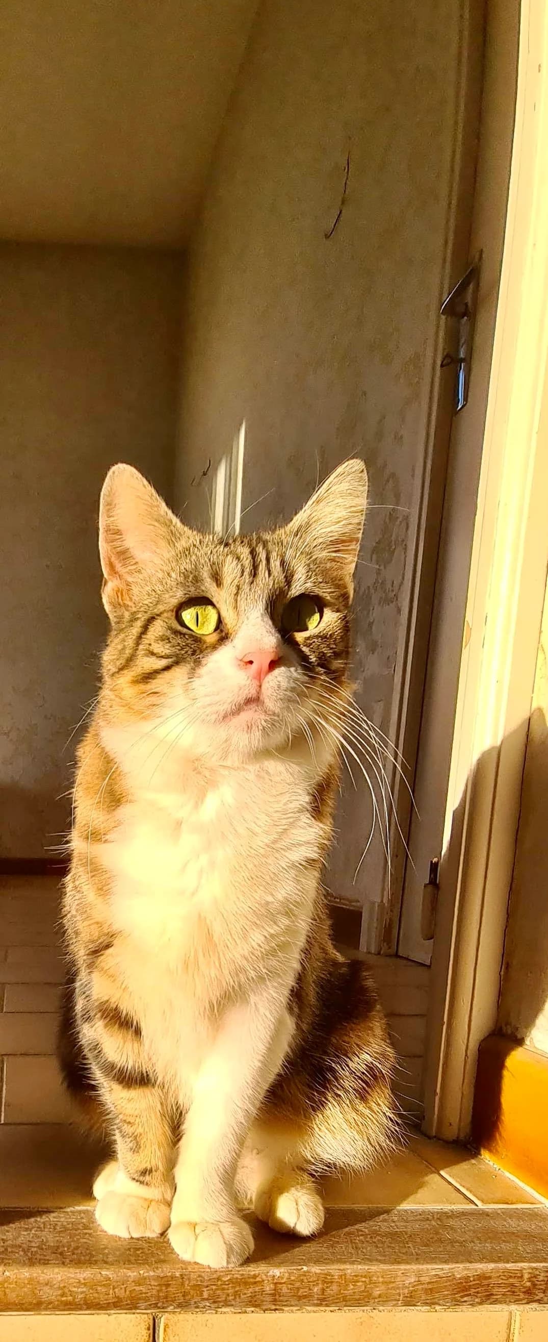 Mia, female Mixed Breed for adoption at ARPA Nice