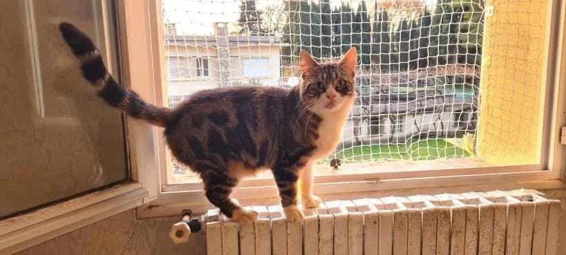 Mia, female Mixed Breed for adoption at ARPA Nice — photo 2 of 3