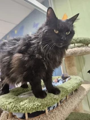 Mimine, female senior Mixed Breed for adoption at ARPA Nice