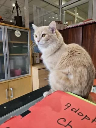 Missy, female 5yo Mixed Breed for adoption at ARPA Nice