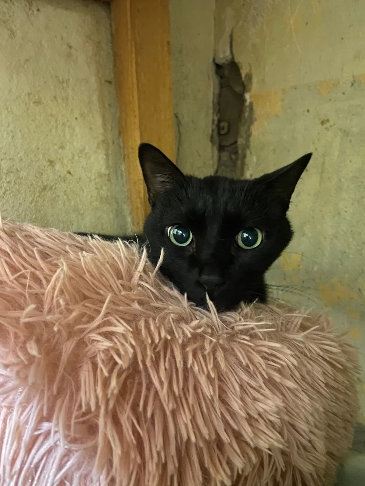 Mooglie, male Mixed Breed for adoption at ARPA Nice