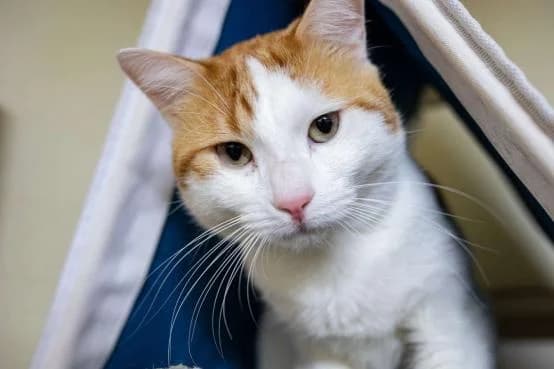 Mouchmouch, male 3yo Mixed Breed for adoption at ARPA Nice