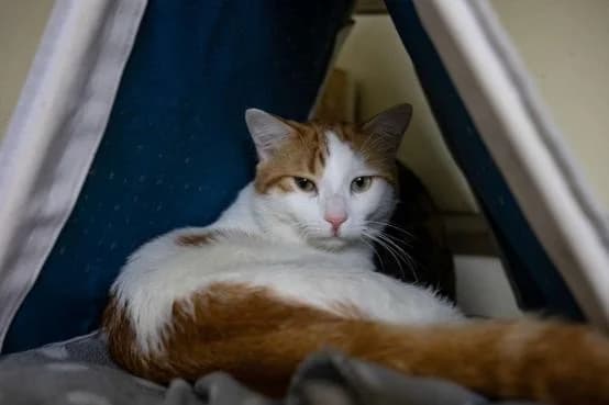 Mouchmouch, male Mixed Breed for adoption at ARPA Nice — photo 2 of 3