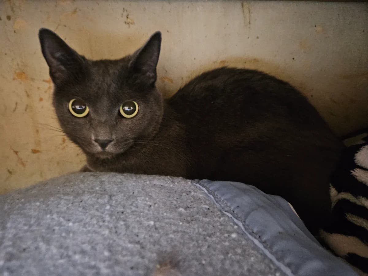 Nala, female 3yo European Shorthair for adoption at ARPA Nice