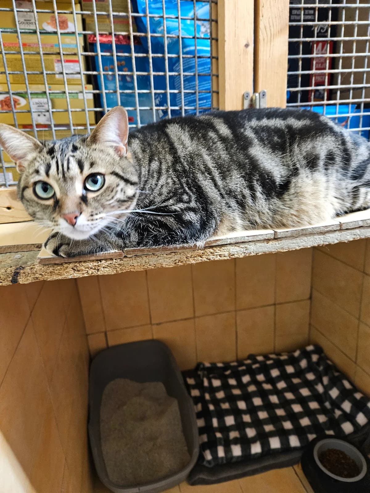 Nana, female 4yo Mixed Breed for adoption at ARPA Nice