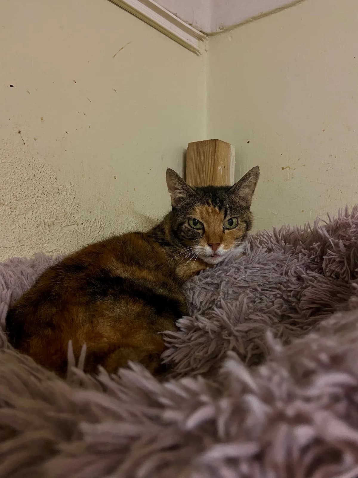 Nina, female Mixed Breed for adoption at ARPA Nice