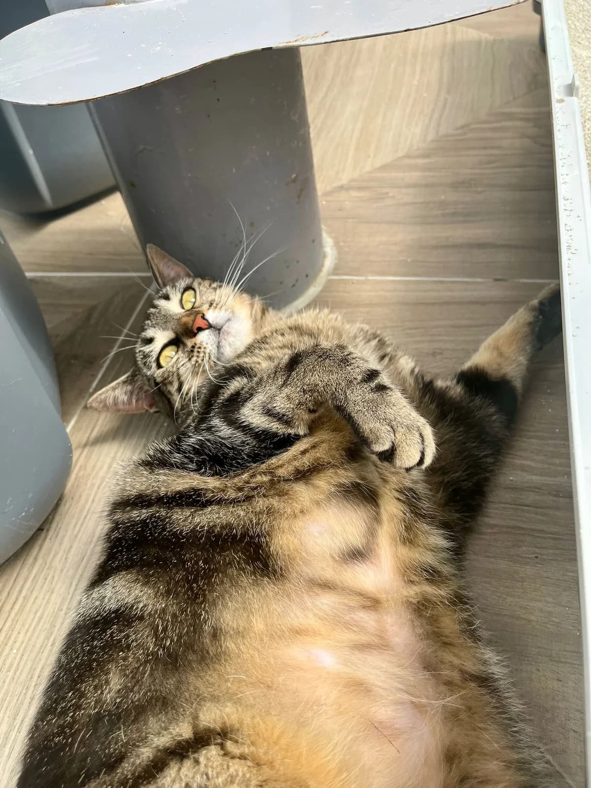 Nini 2, female young European Shorthair for adoption at ARPA Nice