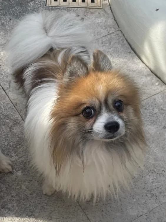 Nooki, male senior Pomeranian for adoption at ARPA Nice
