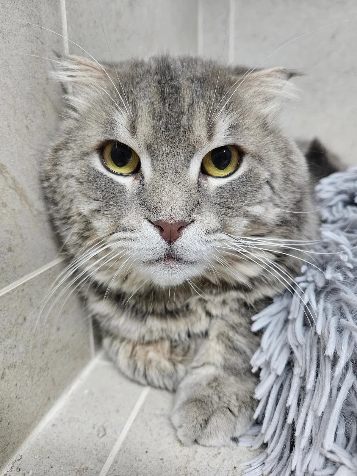 Oslo, male Mixed Breed for adoption at ARPA Nice