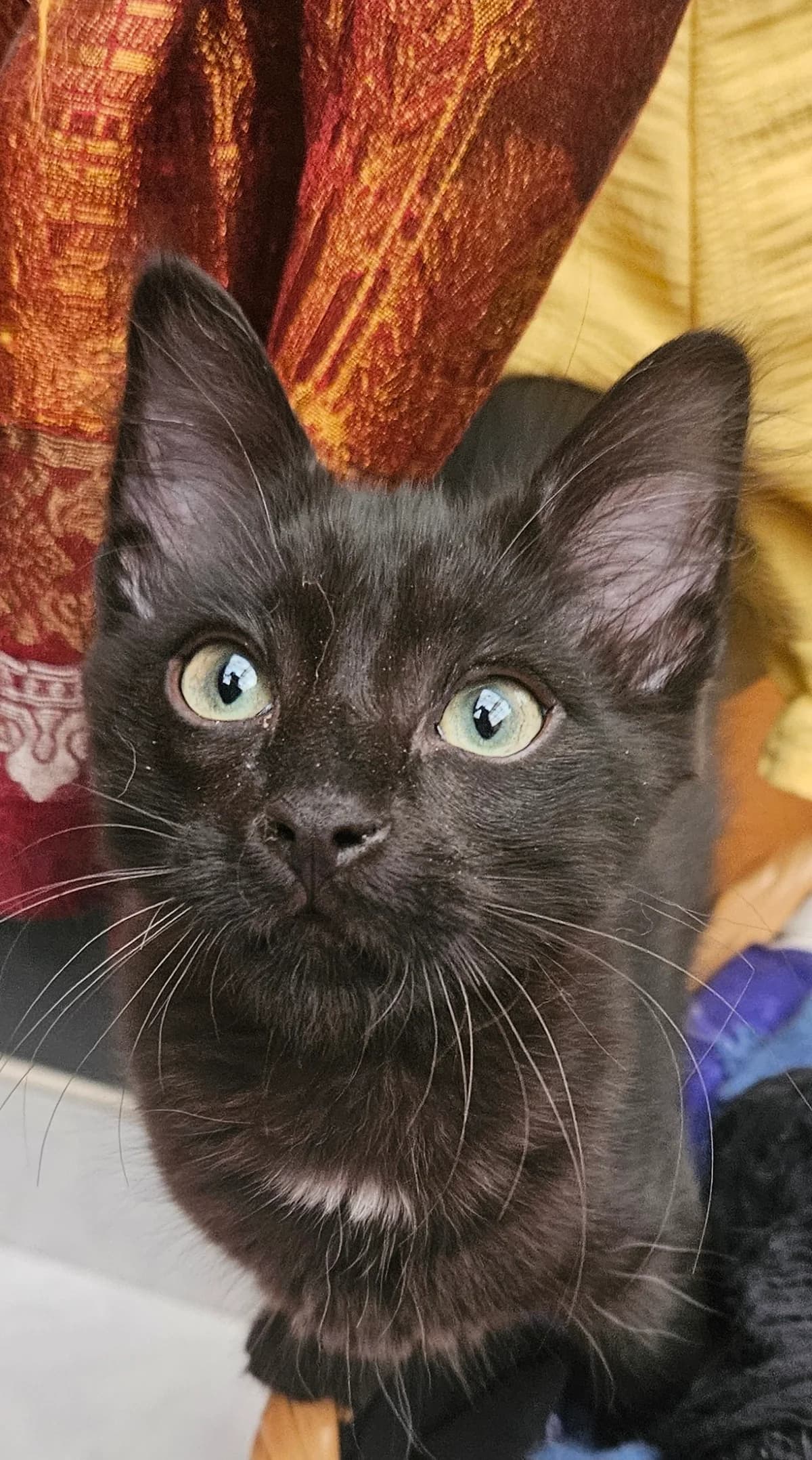 Ozzy, male European Shorthair for adoption at ARPA Nice