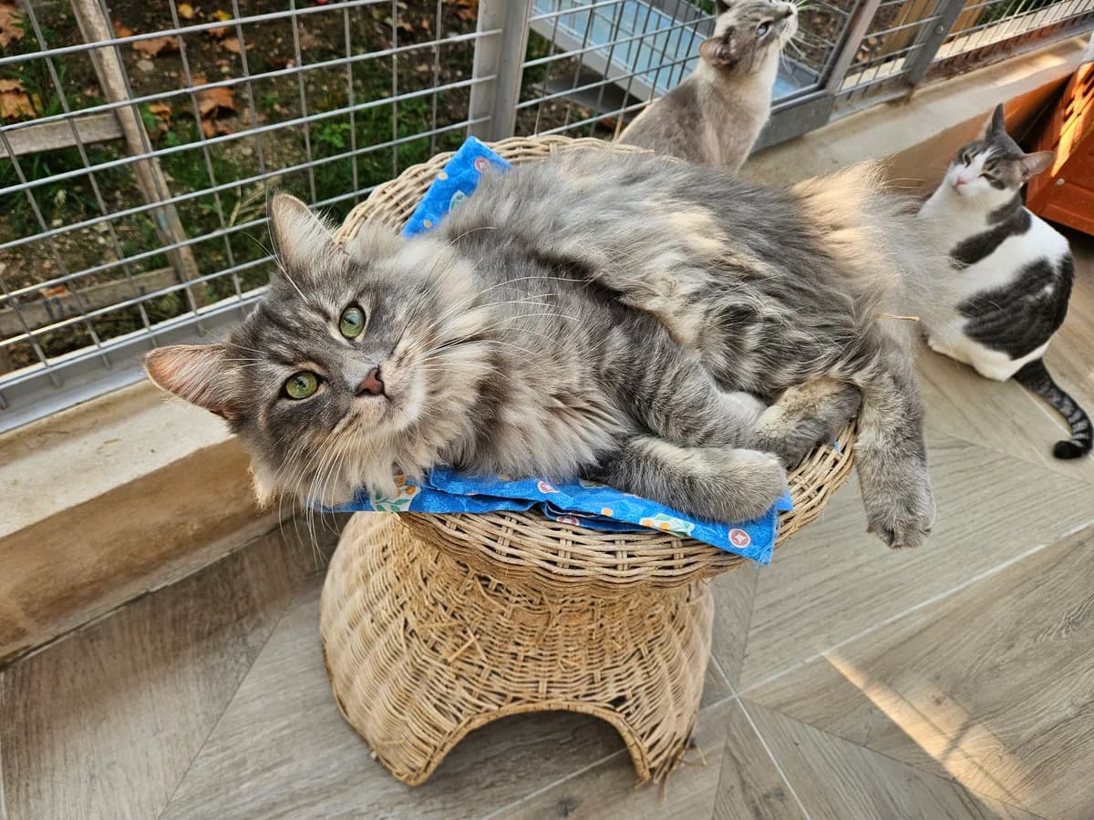 Picsou, male puppy Norwegian Forest Cat for adoption at ARPA Nice