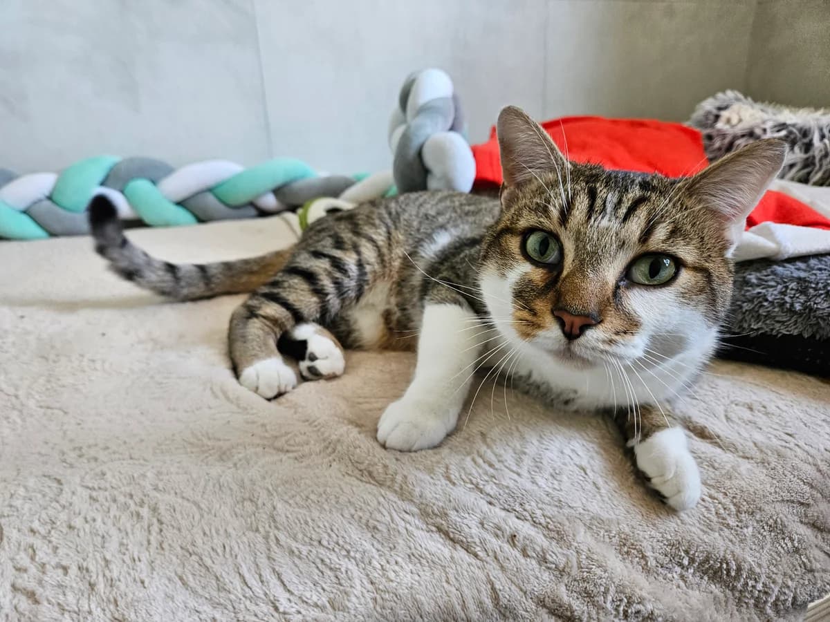 Pirate, male young European Shorthair for adoption at ARPA Nice