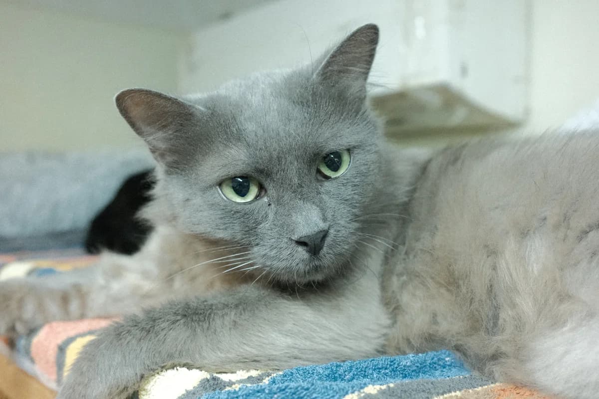 Preston, male senior Mixed Breed for adoption at ARPA Nice