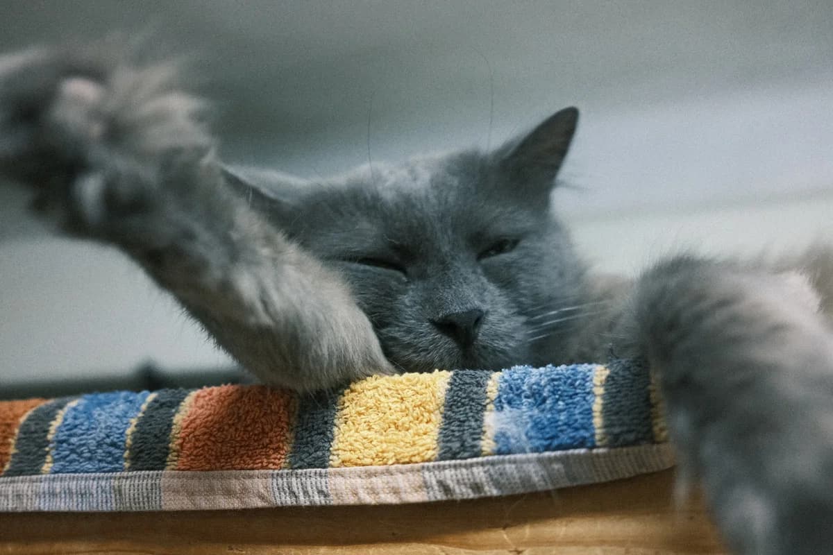 Preston, male Mixed Breed for adoption at ARPA Nice — photo 2 of 5